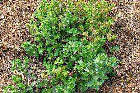 how to grow oregano from seeds at home