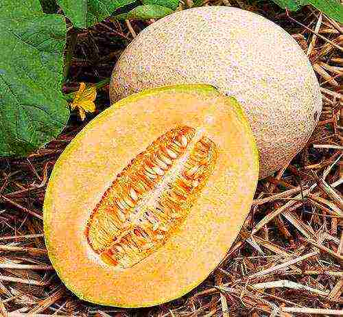 how to grow melons at home
