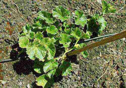 how to grow melons at home