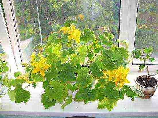 how to grow melon at home