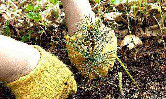 how to grow spruce from seeds at home