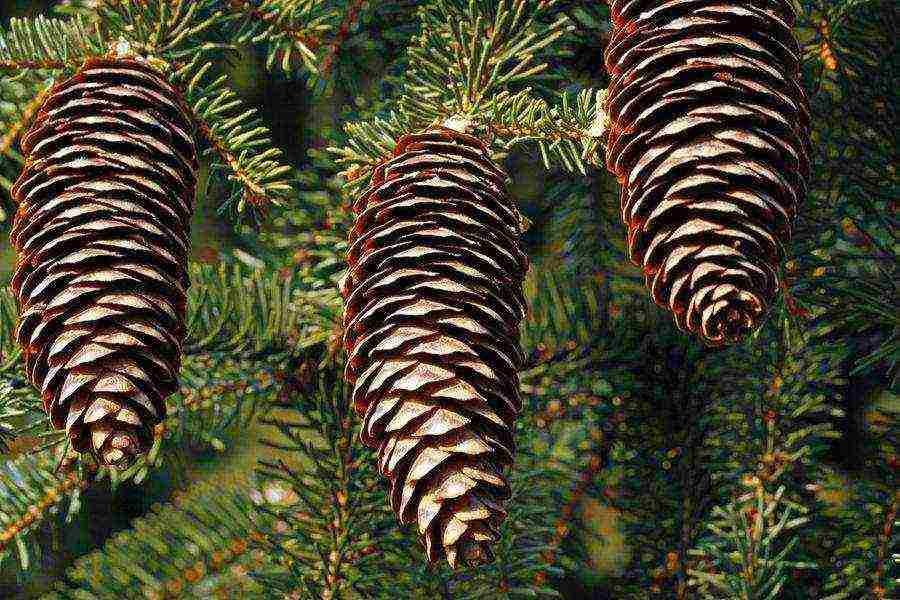 how to grow spruce from seeds at home