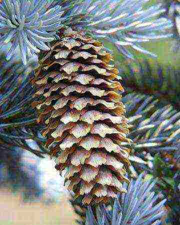 how to grow spruce from seeds at home