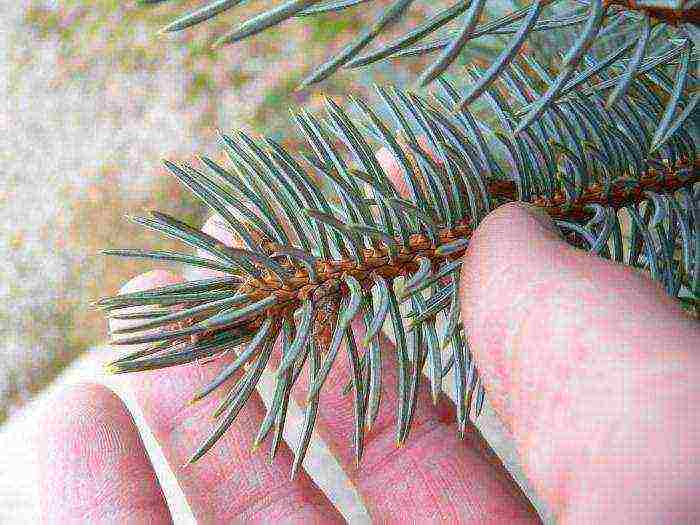 how to grow spruce from seeds at home