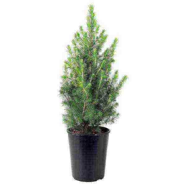 how to grow a spruce in a pot at home