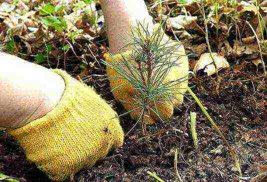 how to grow a spruce in a pot at home