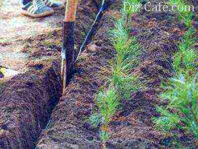 how to grow trees at home