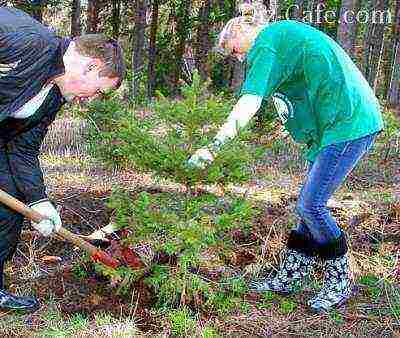 how to grow trees at home