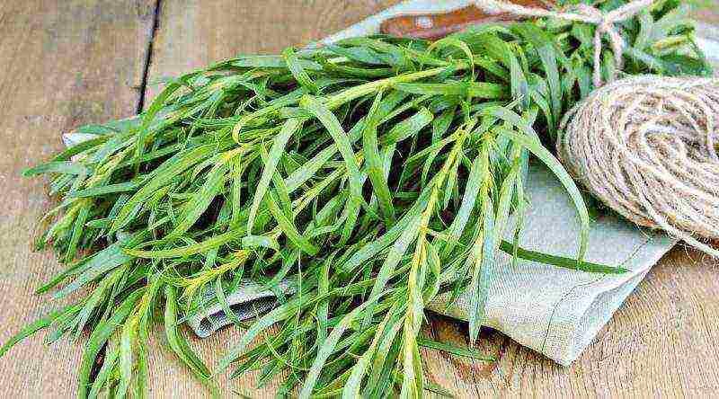 kung paano palaguin ang tarragon sa bahay