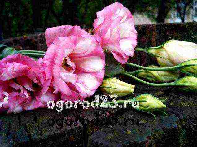 how to grow eustoma at home