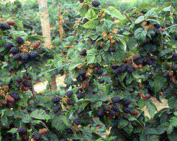 how to grow blackberries at home