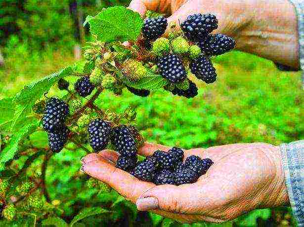 how to grow blackberries at home