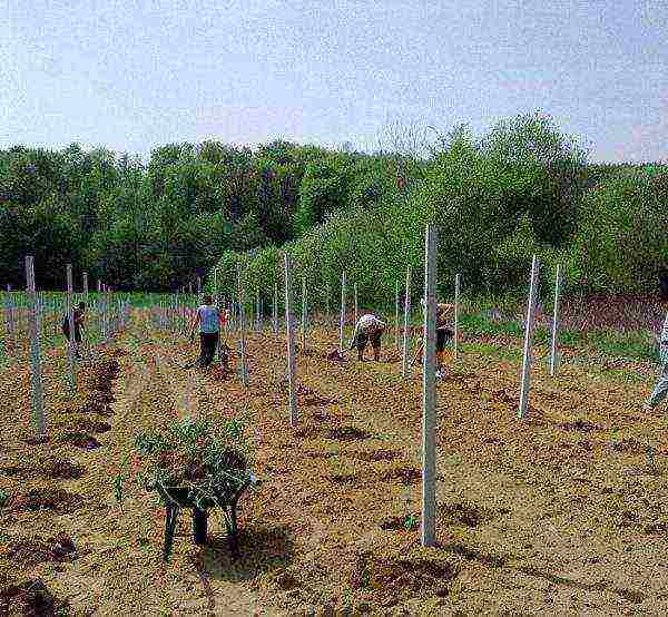 how to grow blackberries at home