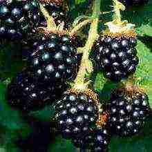 how to grow blackberries at home