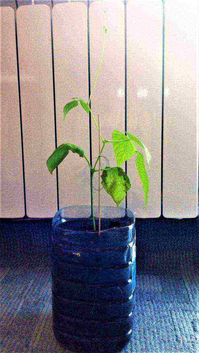 how to grow beans at home in cotton wool