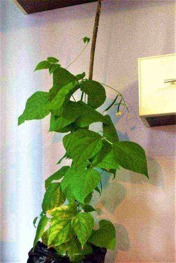 how to grow beans at home in cotton wool