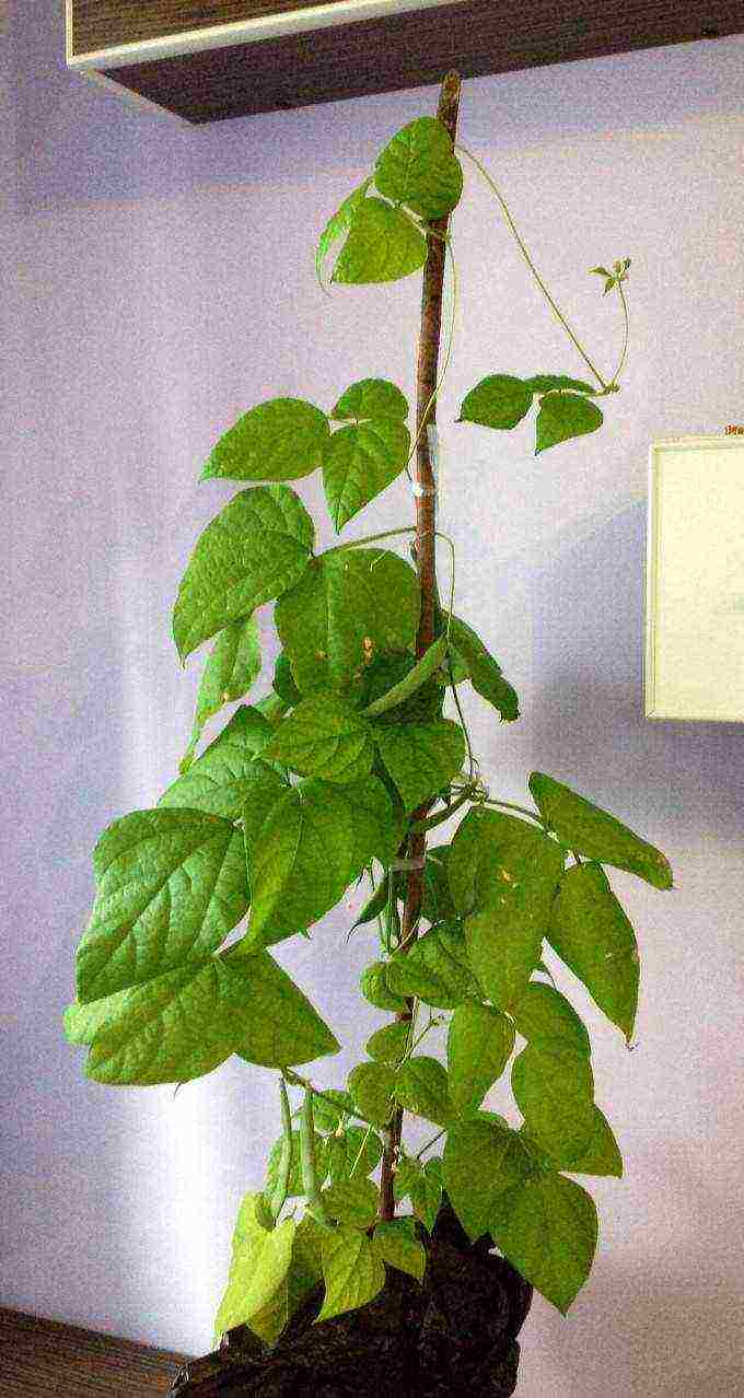 how to grow beans at home in cotton wool