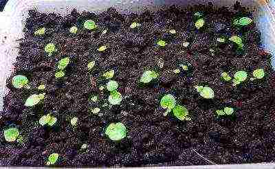how to grow violets at home with seeds