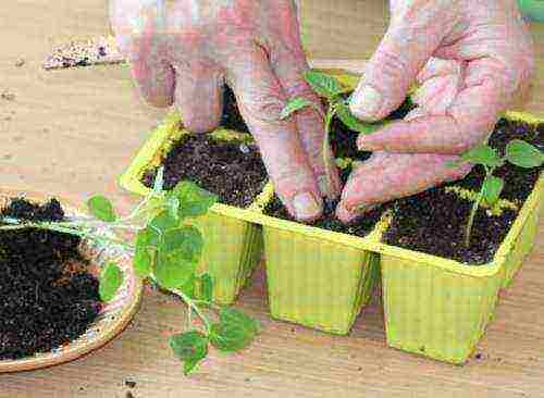 how to grow physalis at home