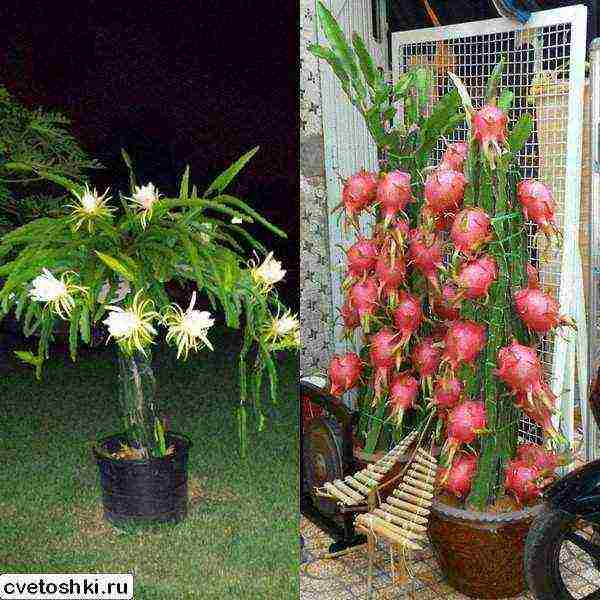 how to grow dragon fruit at home