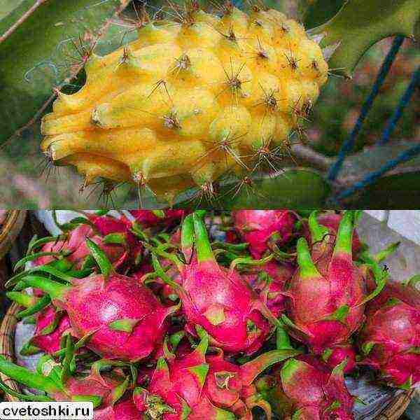 how to grow dragon fruit at home