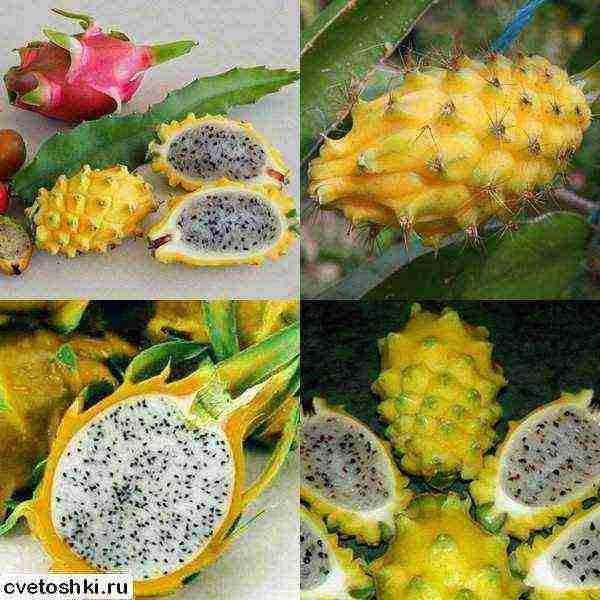 how to grow dragon fruit at home