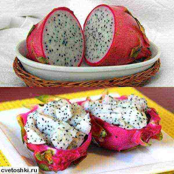 how to grow dragon fruit at home