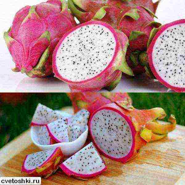 how to grow dragon fruit at home