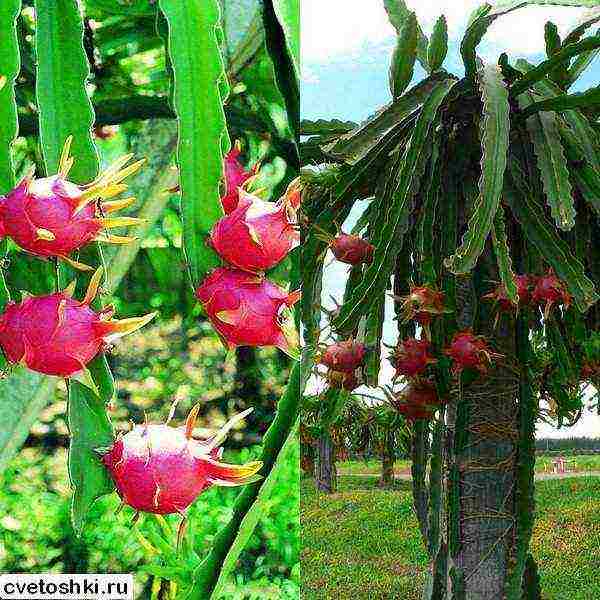 how to grow dragon fruit at home