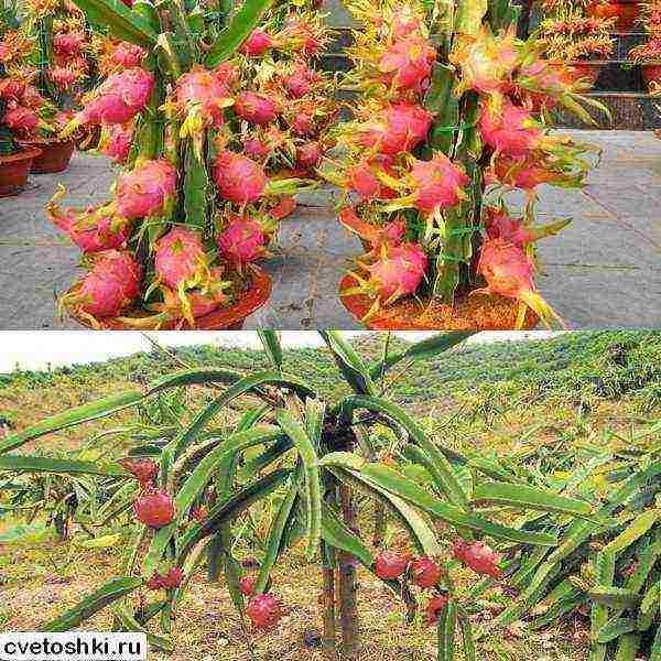 how to grow dragon fruit at home