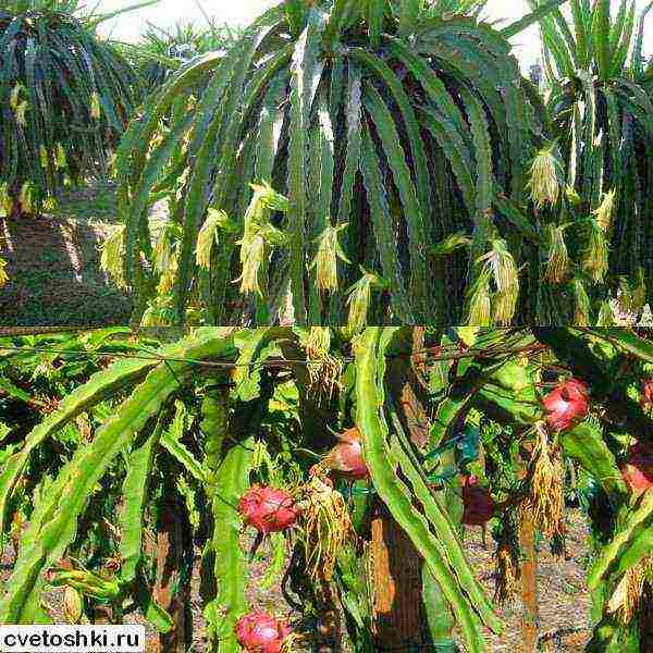 how to grow dragon fruit at home