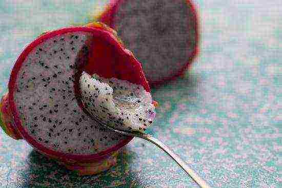 how to grow dragon fruit at home