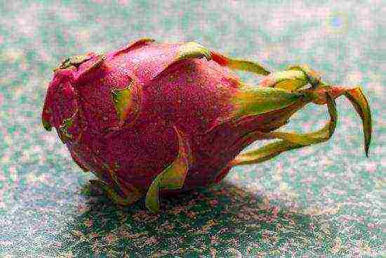 how to grow dragon fruit at home