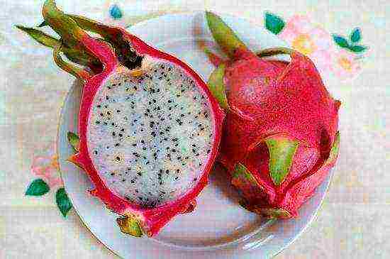 how to grow dragon fruit at home