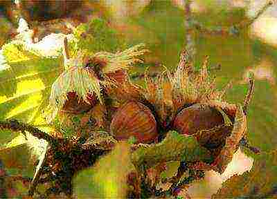 kung paano mapalago ang mga hazelnut sa bahay mula sa mga walnuts