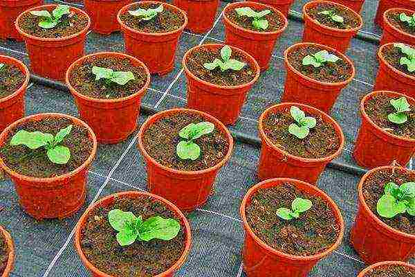 kung paano palaguin ang gerbera sa bahay mula sa mga binhi