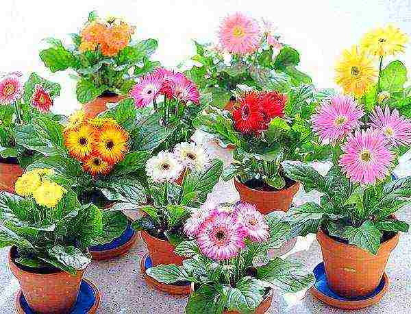 how to grow gerbera at home from seeds