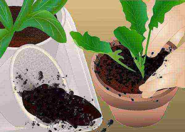 how to grow gerbera at home from seeds