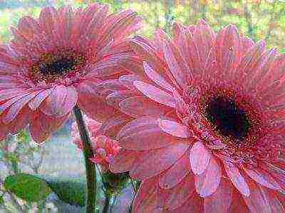 how to grow gerbera at home from seeds