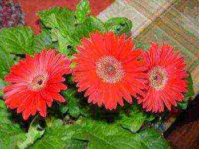 how to grow gerbera at home from seeds