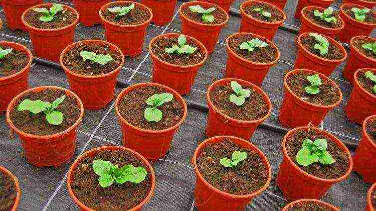 kung paano mapalago ang gerberas sa bahay mula sa mga binhi