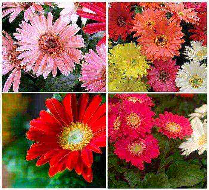 how to grow gerbera at home from seeds