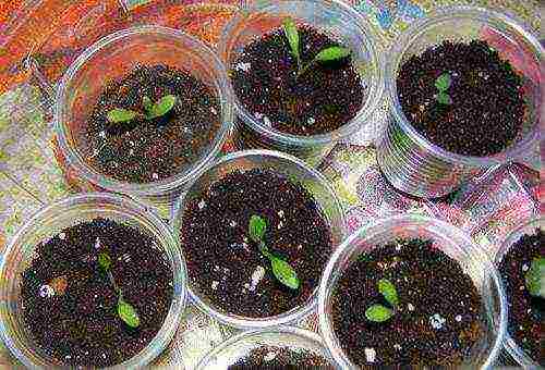 how to grow gerbera at home from seeds