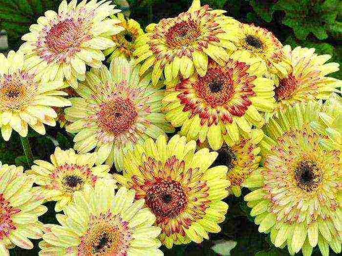 how to grow gerbera at home from seeds