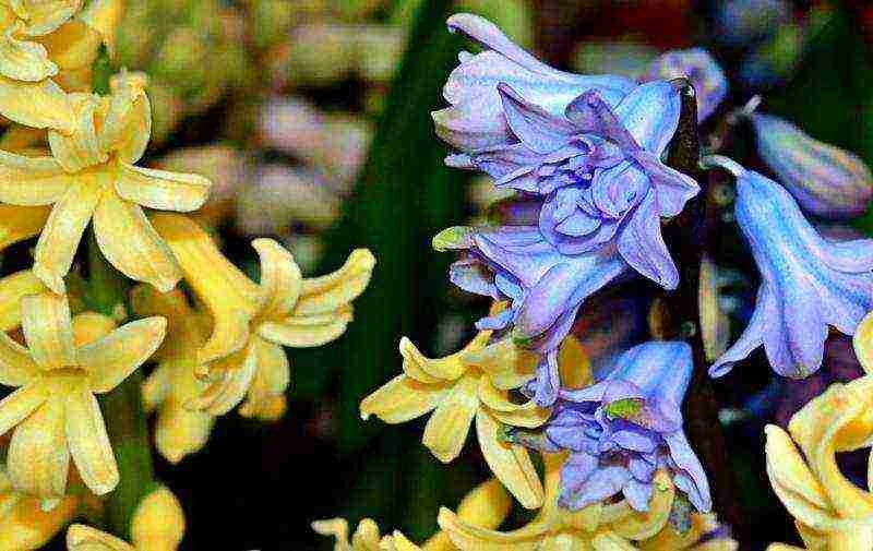 kung paano palaguin ang mga hyacinth sa bahay bago ang Marso 8