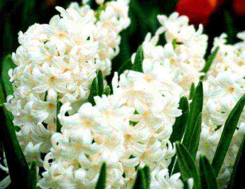 how to grow hyacinths at home by March 8