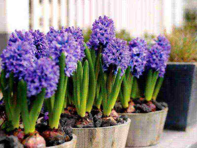 how to grow hyacinths at home by March 8