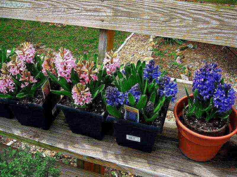 how to grow hyacinths at home by March 8