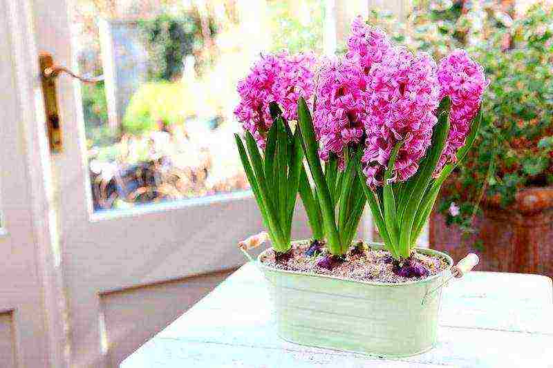 kung paano mapalago ang mga hyacinth sa bahay sa Marso 8