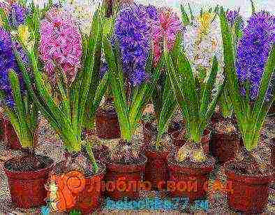 how to grow hyacinths at home by March 8